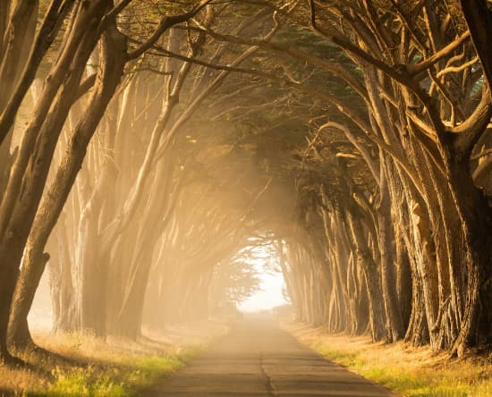 A tunnel-like image of trees covering both sides of a road, with bright sunlight shining through